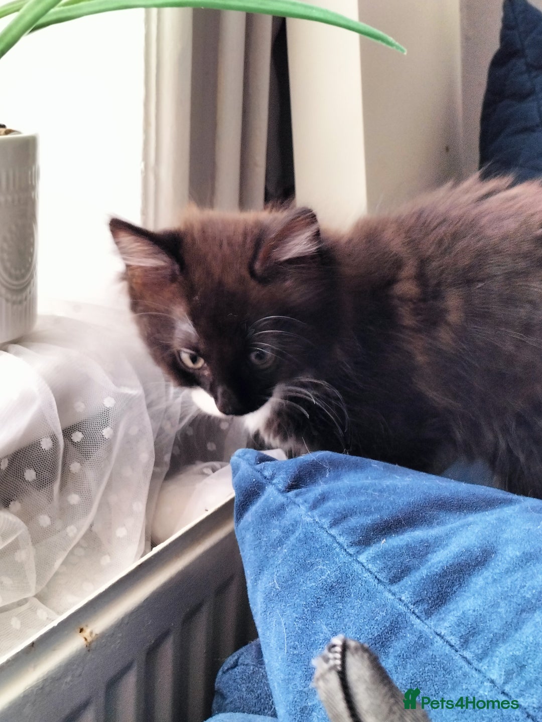 Turkish Angora cats for sale: beautiful Turkish Angora kitten 🌸 - Image 8