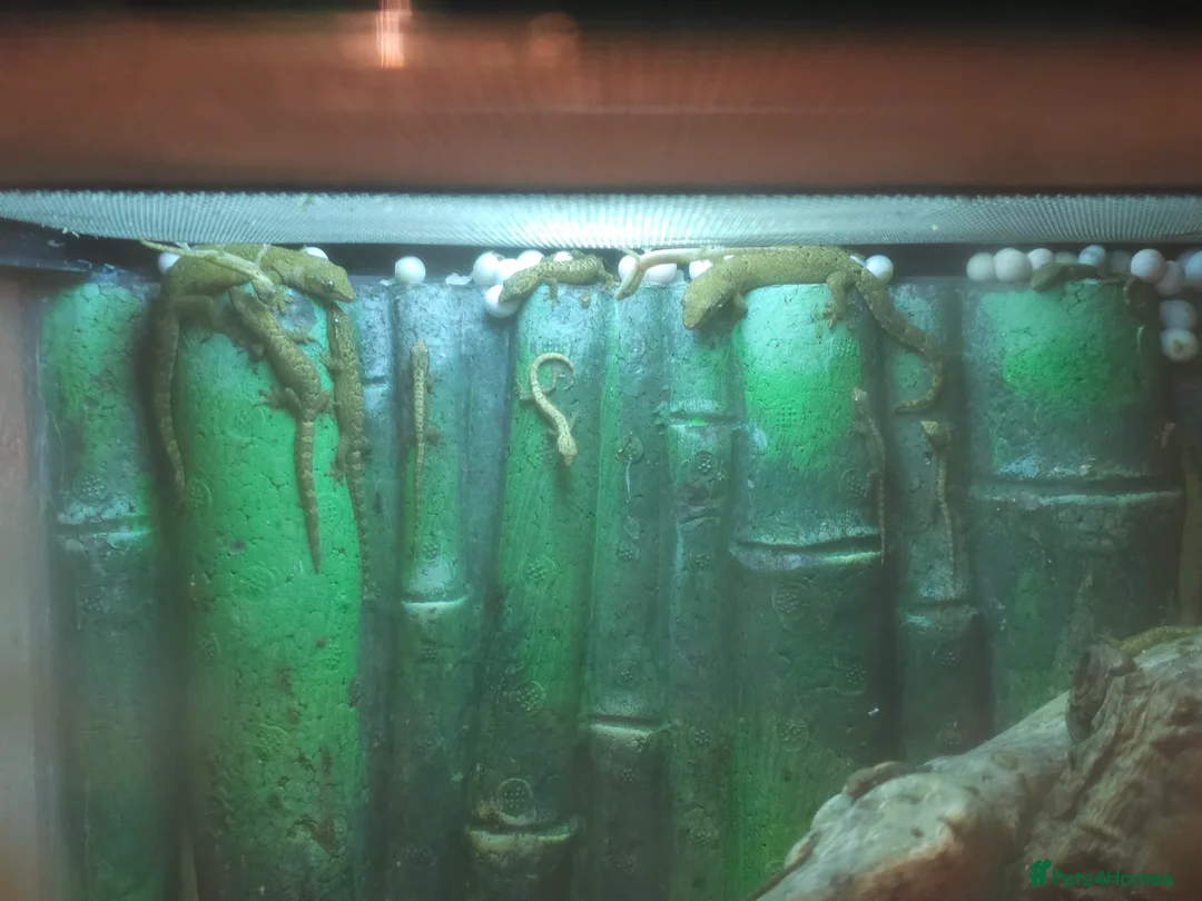 Gecko reptiles for sale: Baby mourning geckos for sale  - Advert 2