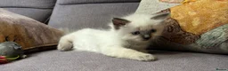 Ragdoll cats for sale: Stunning Blue Point Ragdoll Boy.  - Advert 6