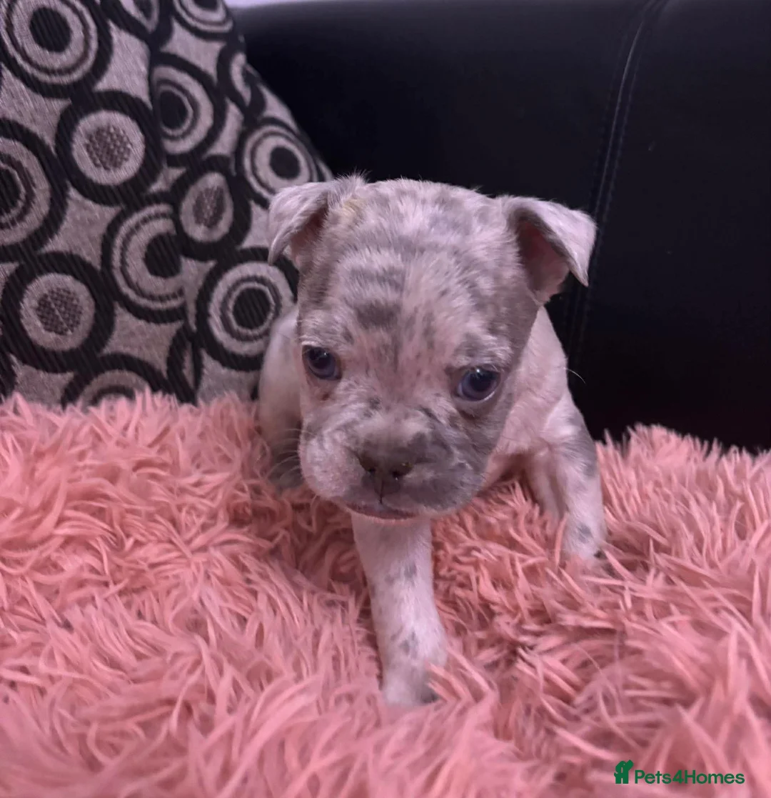 Mixed Breed dogs for sale: French pocket bully’s  in Grays - Advert 7