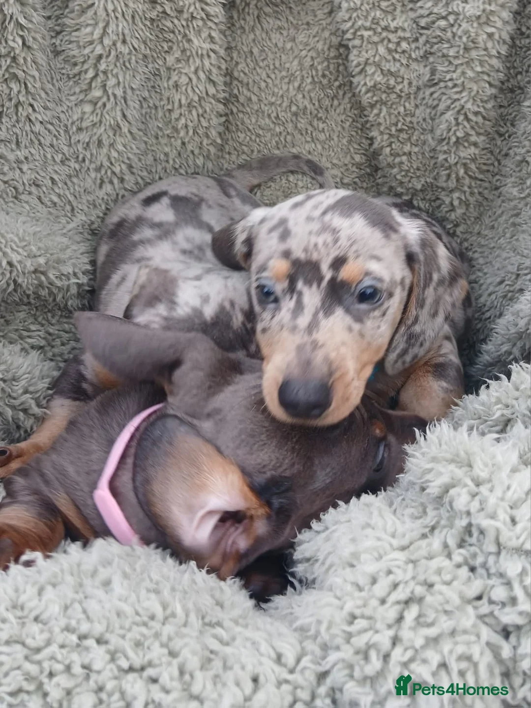 Miniature Dachshund dogs for sale: miniature dachshund puppies  - Advert 2
