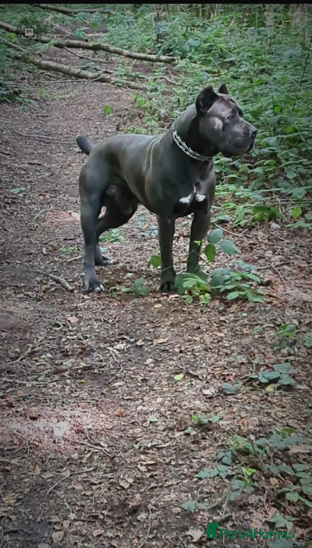 Cane Corso dogs for sale: Male cane corso - Image 9