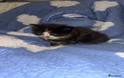 Turkish Angora cats for sale: Friendly, Cute & Cuddly Kittens – Ready 10/12  - Advert 8