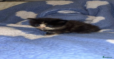 Turkish Angora cats Friendly, Cute & Cuddly Kittens – Ready 10/12  - Advert 15