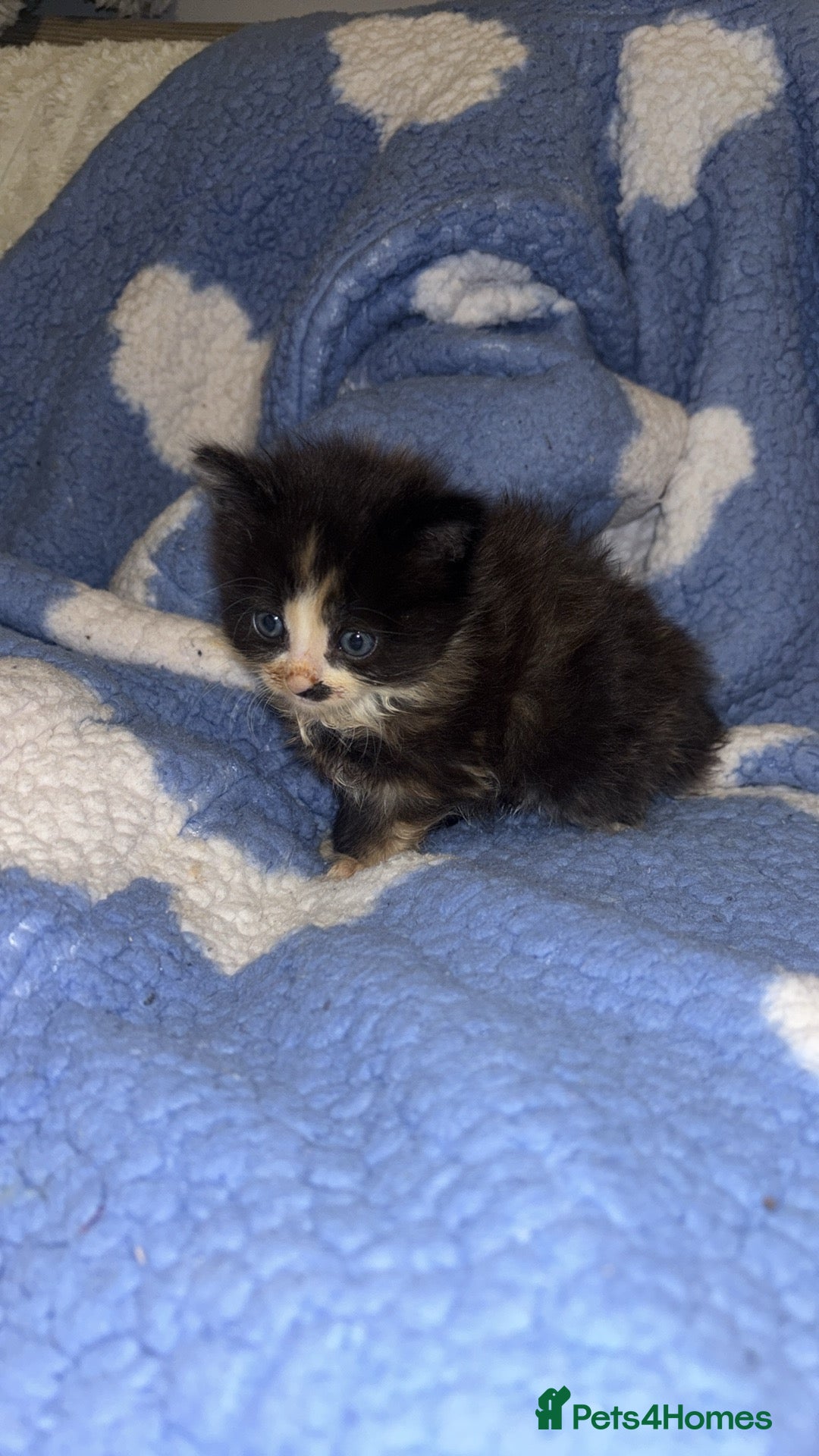 Turkish Angora cats for sale: Friendly, Cute & Cuddly Kittens – Ready 10/12  - Advert 8