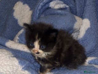 Turkish Angora cats Friendly, Cute & Cuddly Kittens – Ready 10/12 - Advert 7