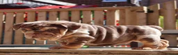 English Bulldog dogs for sale: Gorgeous English Bulldog Pups - Advert 18