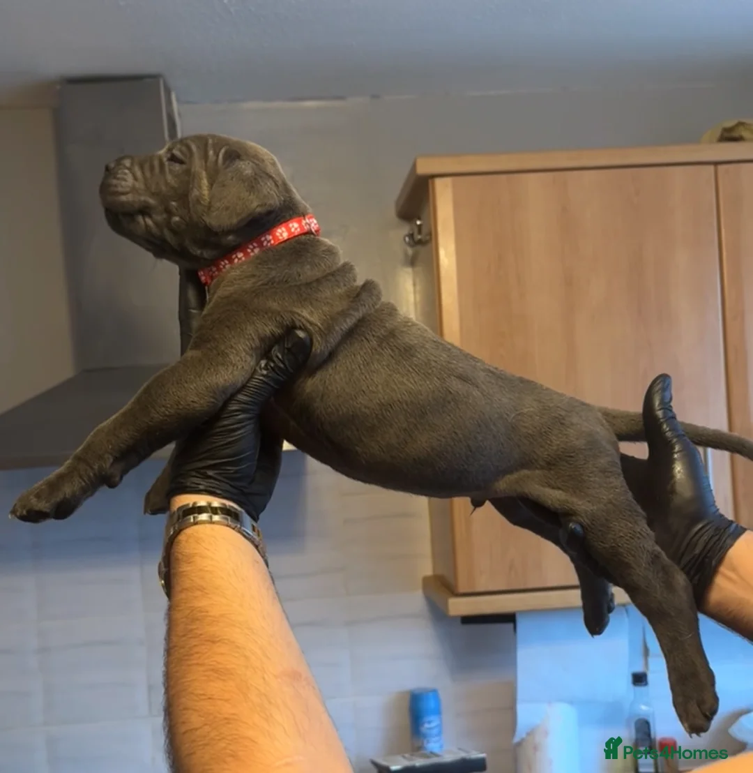 Cane Corso dogs for sale: Pure Blue Cane Corso puppies for sale - Advert 23