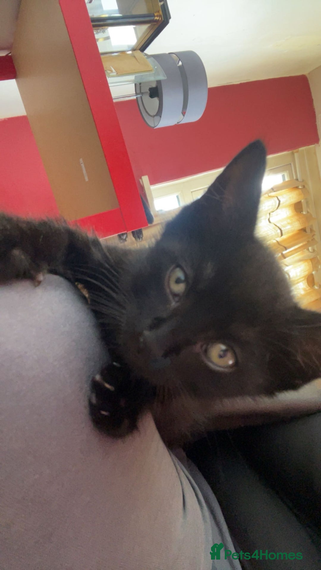 Mixed Breed cats for sale: 5 beautiful mixed kittens  - Image 18
