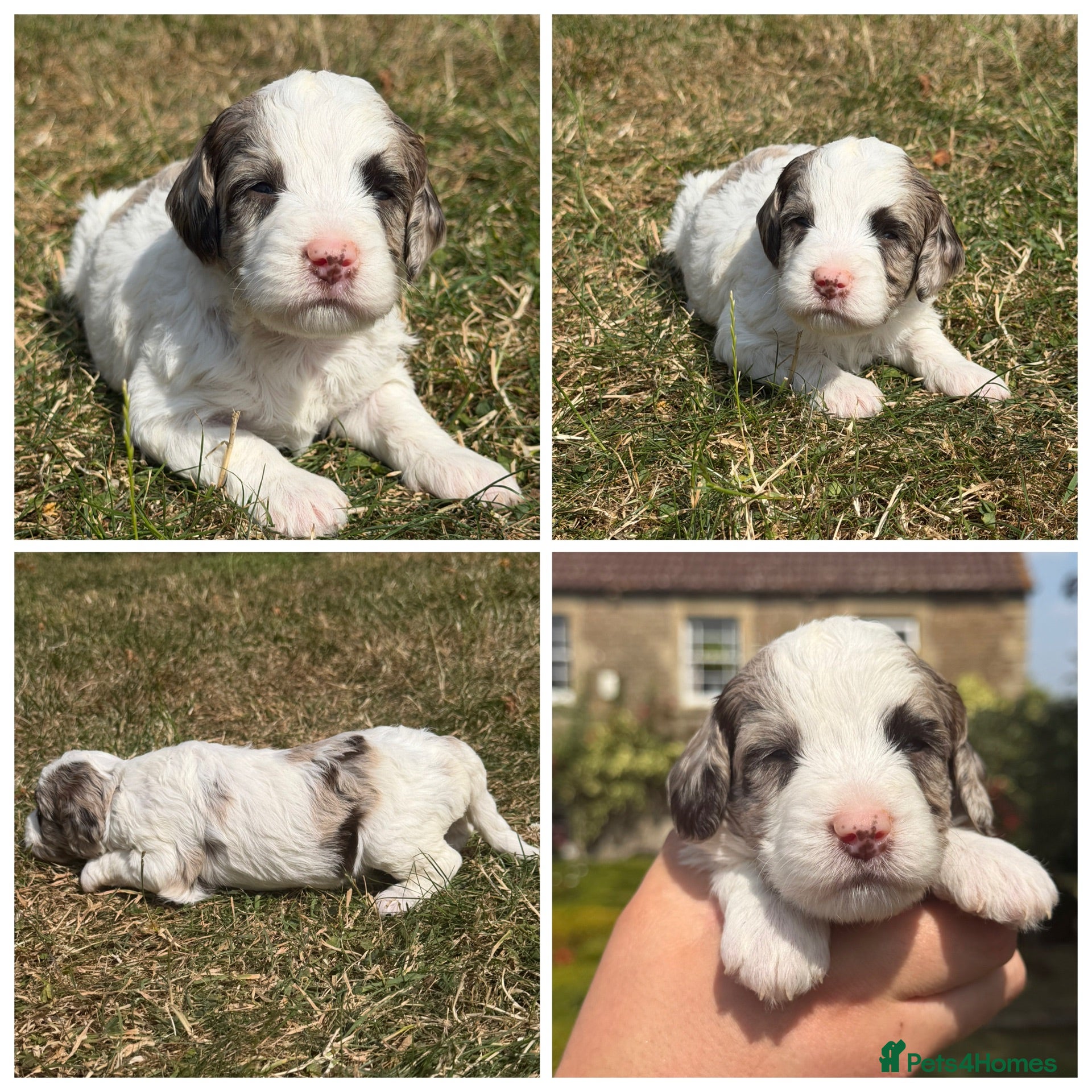 Sproodle dogs F1 Merle Sproodles FULLY DNA 5⭐️ Licensed Breeder - Advert 2