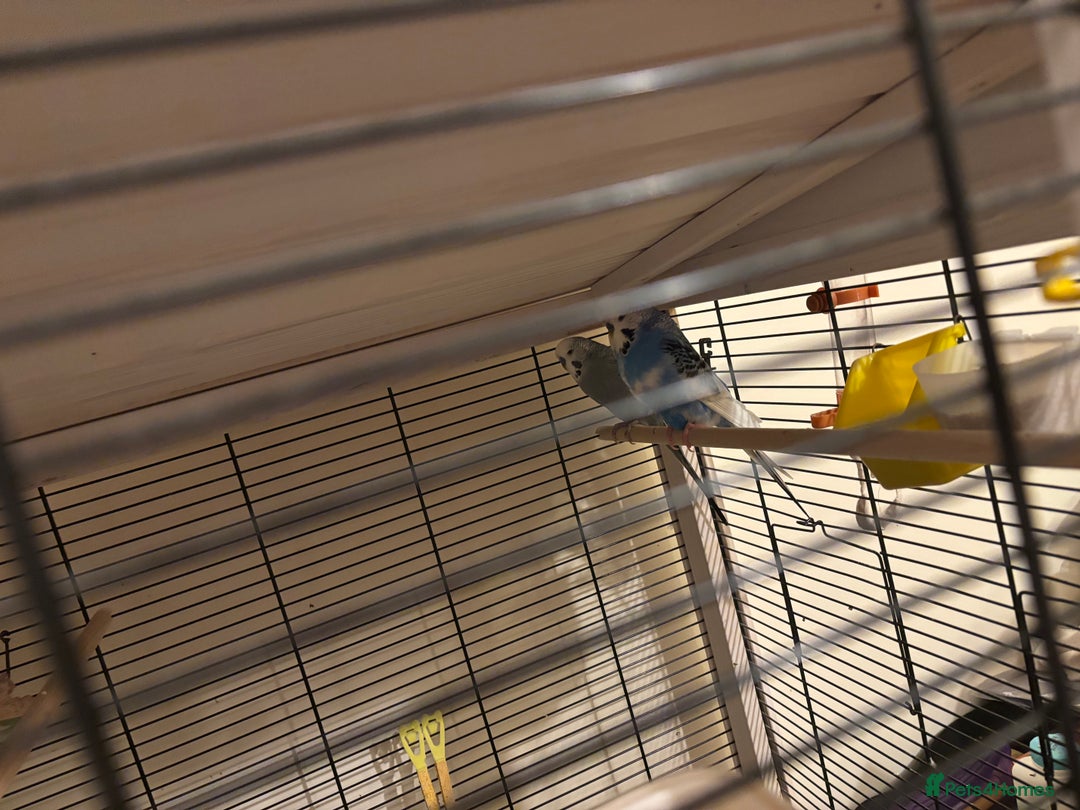 Budgerigars birds for sale: Two male budgies  - Image 2