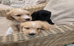 Mixed Breed dogs for sale: Beautiful Golden Cockapoo Retrieve puppies - Image 1