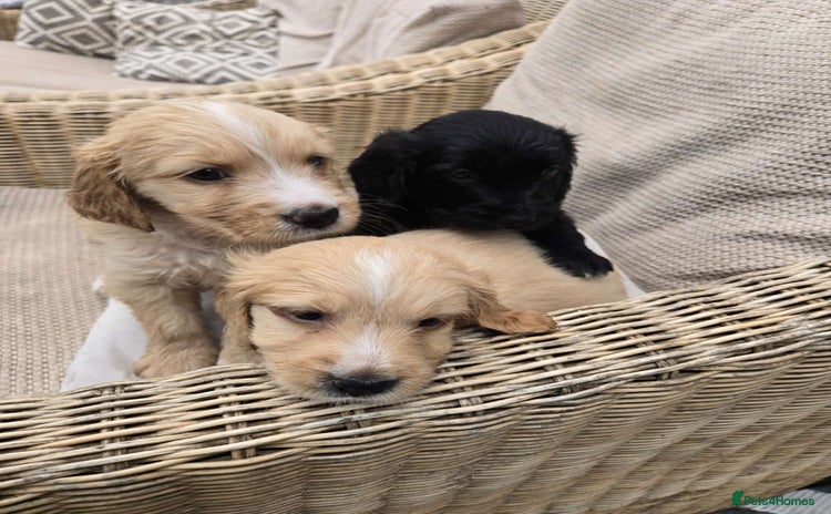 Mixed Breed dogs - Advert 12