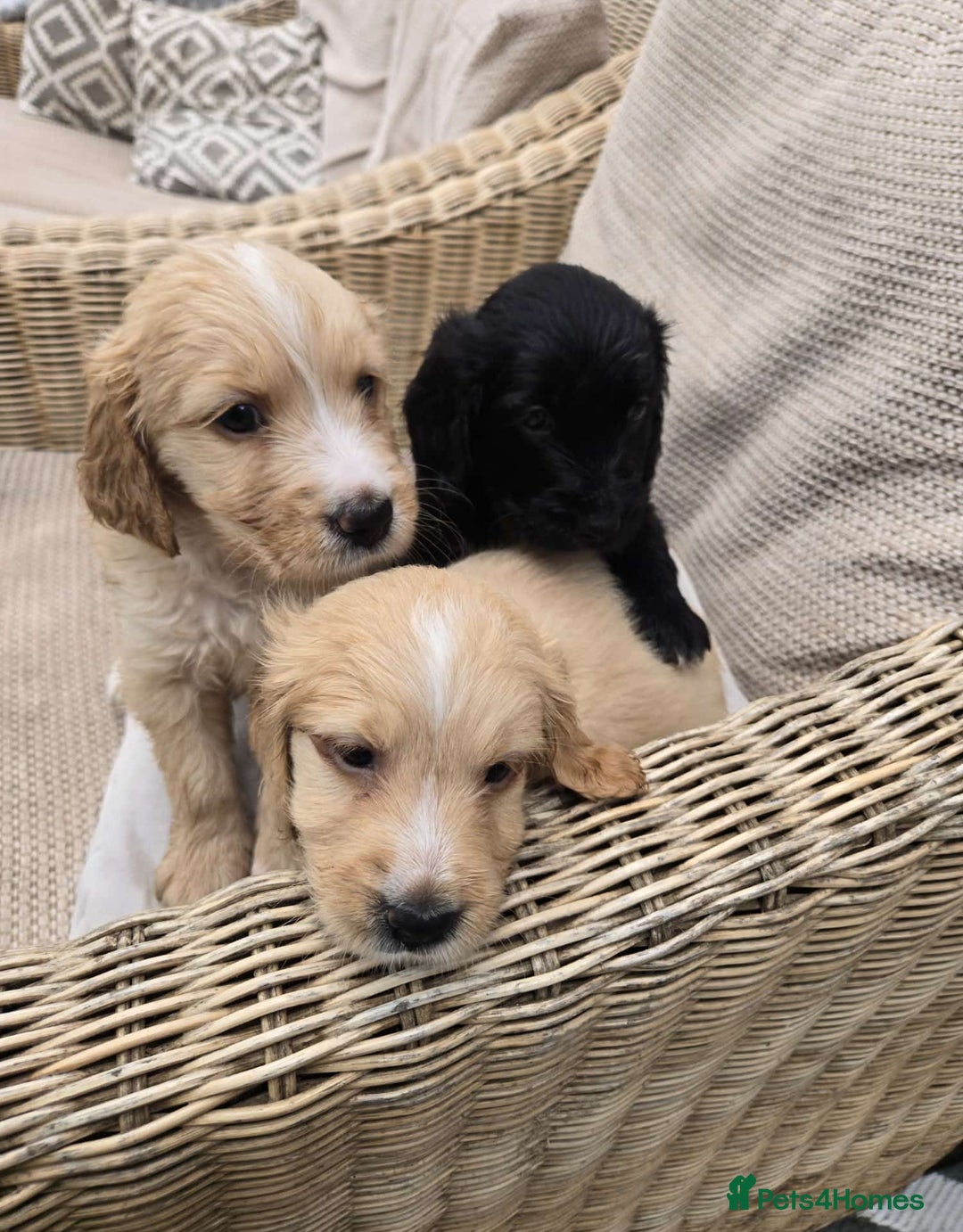 Mixed Breed dogs for sale: Beautiful Golden Cockapoo Retrieve puppies - Image 1