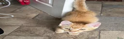 Mixed Breed cats for sale: Lovely Kittens Looking for Their Forever Homes 🐾 - Advert 8