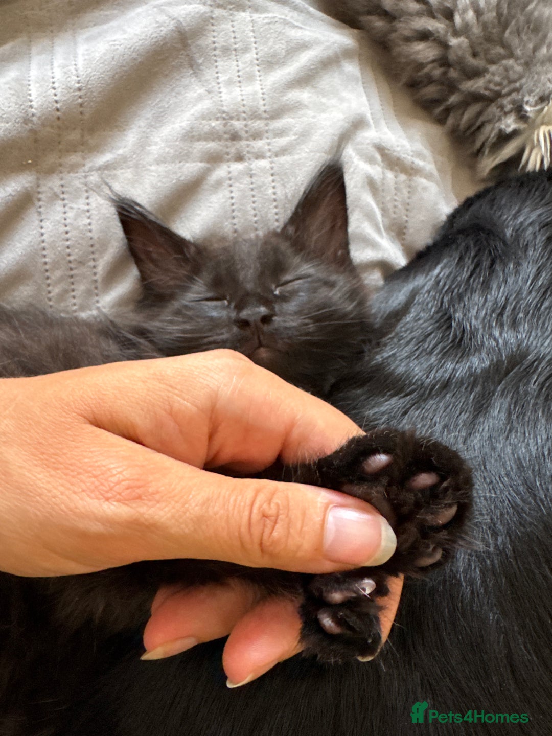 Maine Coon cats for sale: TICA registered large MaineCoon polydactyl kittens - Image 22