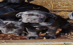 Cane Corso dogs for sale: Exceptional  - Image 4