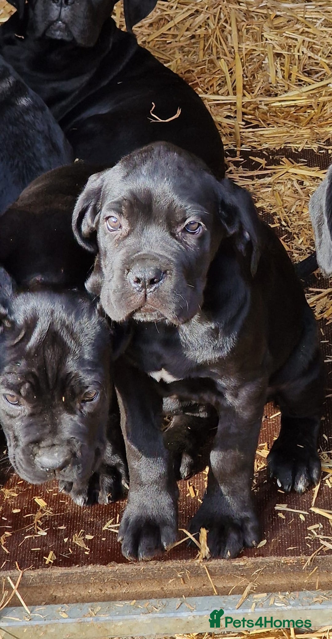 Cane Corso dogs for sale: Exceptional  - Image 4