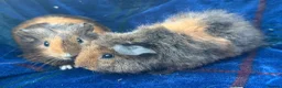 Guinea Pig rodents for sale: Boy piggy’s for sale  - Advert 3
