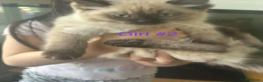 Ragdoll Kitten 2
