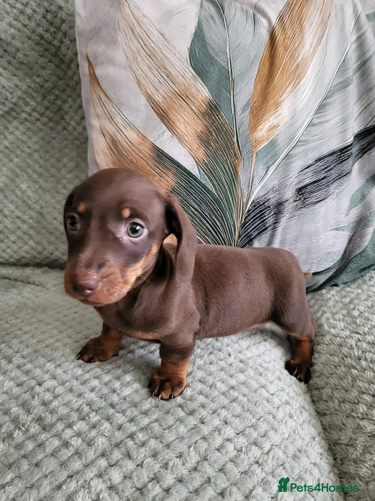 Miniature Dachshund dogs Minuture Dachsund female - Advert 7