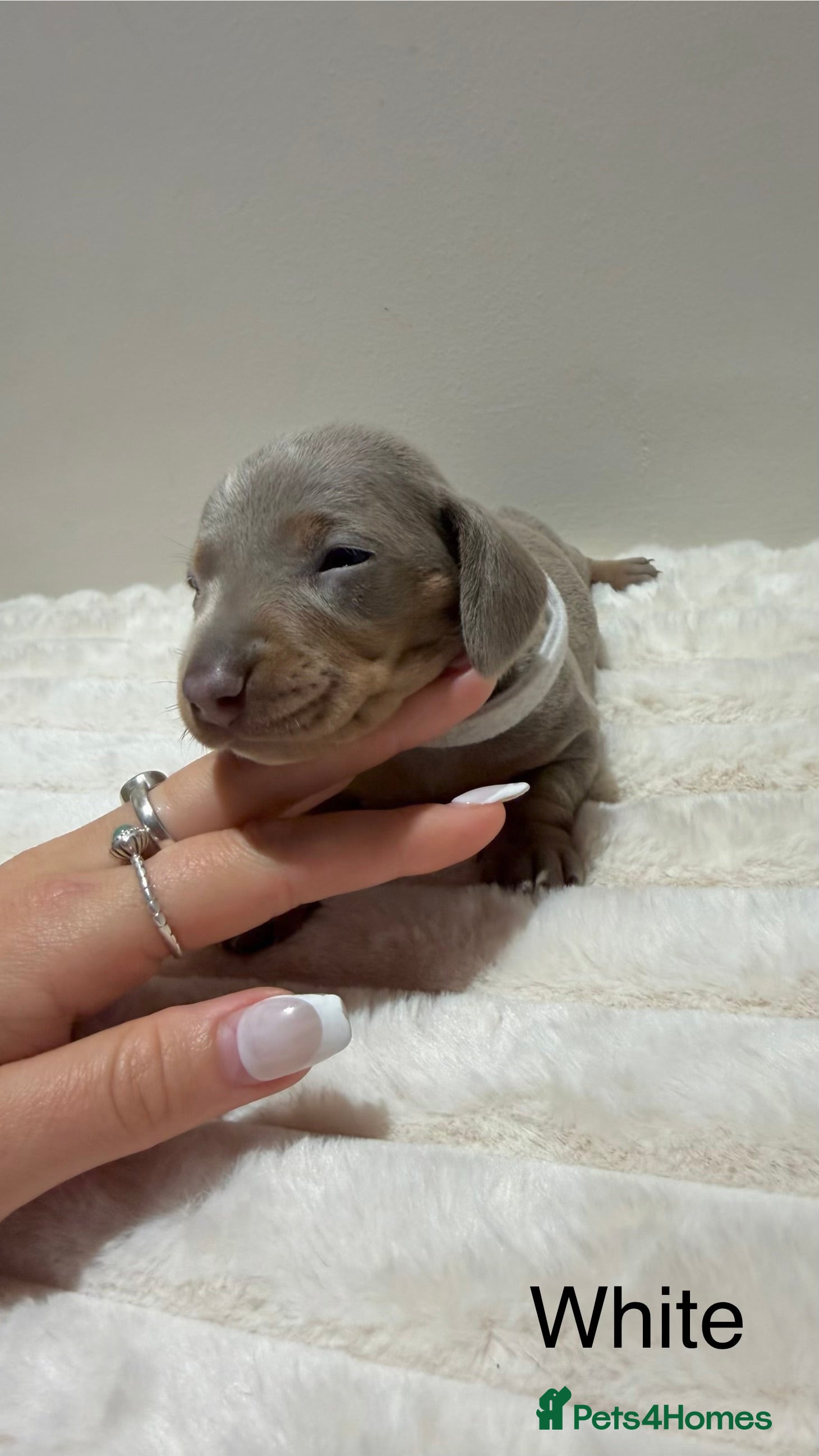 Miniature Dachshund dogs for sale: 🐾 Miniature Dachshund Puppies For Sale 🐾  - Advert 9