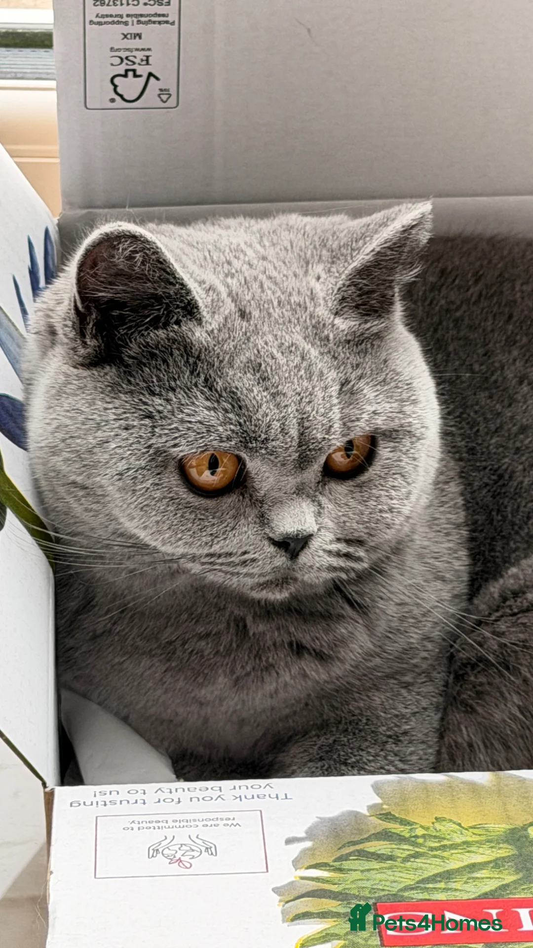 British Shorthair cats for sale: BSH queen, Tica registered, ready now  - Advert 3
