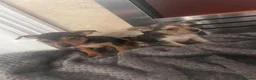 Mixed Breed dogs for sale: Yorkie x jack russle  - Advert 4