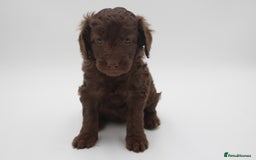 Australian Labradoodle dogs for sale: 🧡💚💙Unique Phantom &  Brown & Tuxedo 💙💚🧡 - Image 13