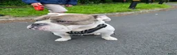 Old Tyme Bulldog dogs for sale: Mylo   tri in colour  - Advert 7