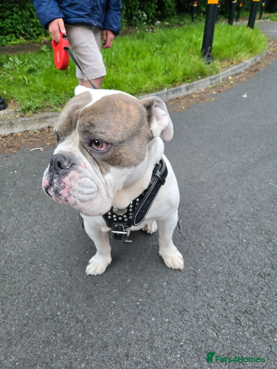 Old Tyme Bulldog dogs for sale: Mylo   tri in colour  - Advert 7