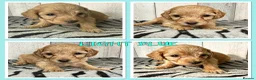 Mixed Breed dogs for sale: 🐶 🐾 Beautiful Cavapoochon Puppies 🐾 - Advert 10