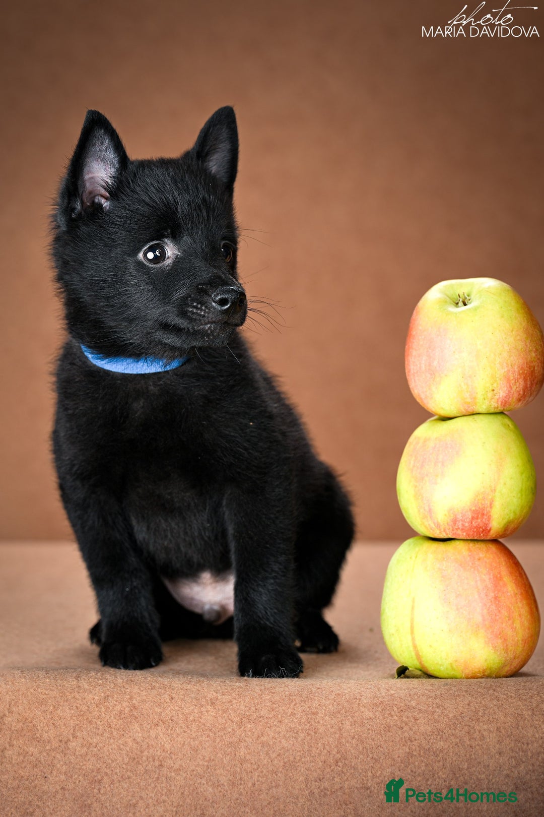 Schipperke dogs for sale: puppy schipperke - Image 14