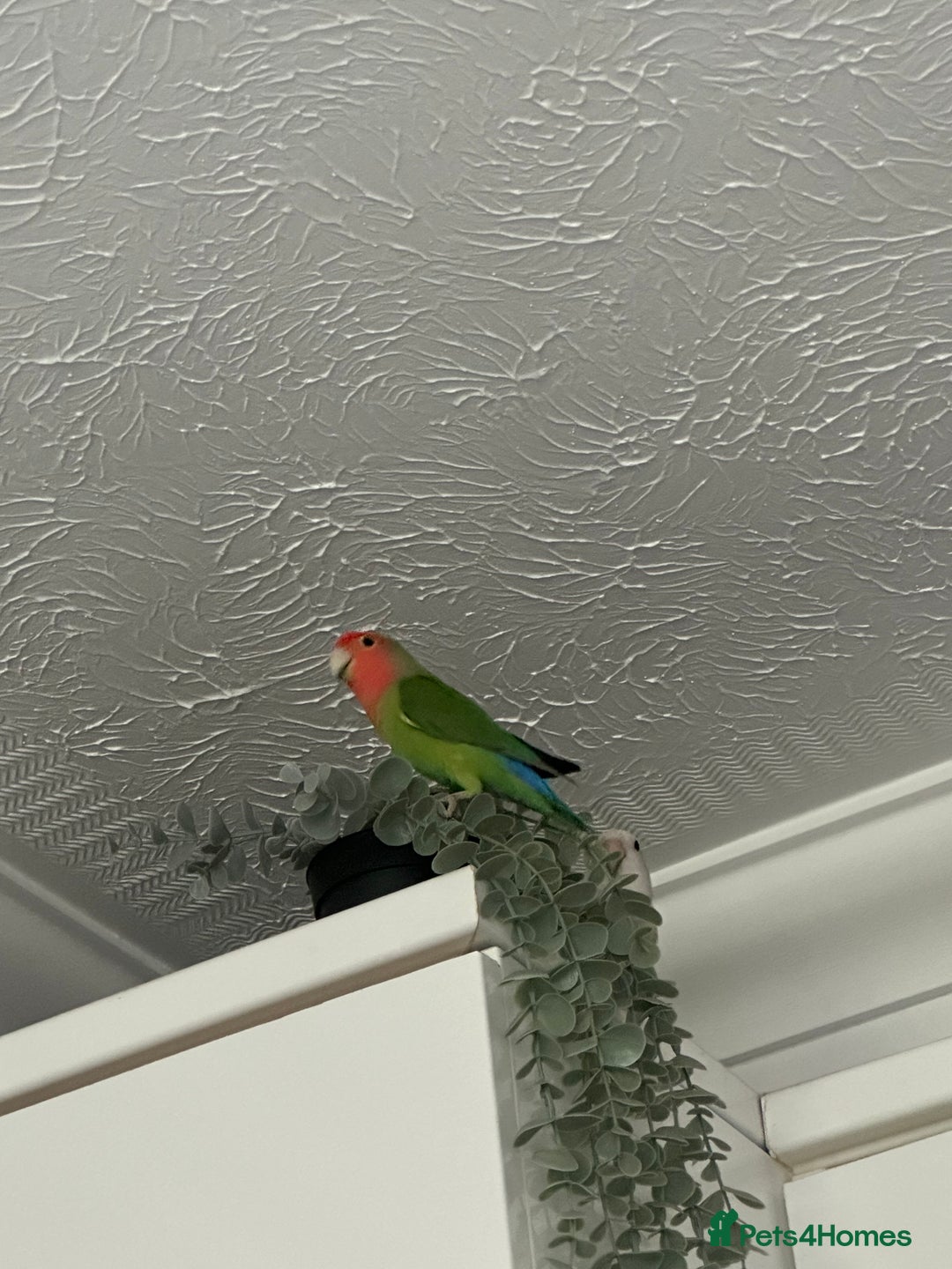 Lovebirds birds for sale: Blue and green female lovebird - Image 1