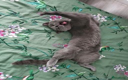 British Shorthair cats for sale: Looking for new Home ❤️ - Image 6