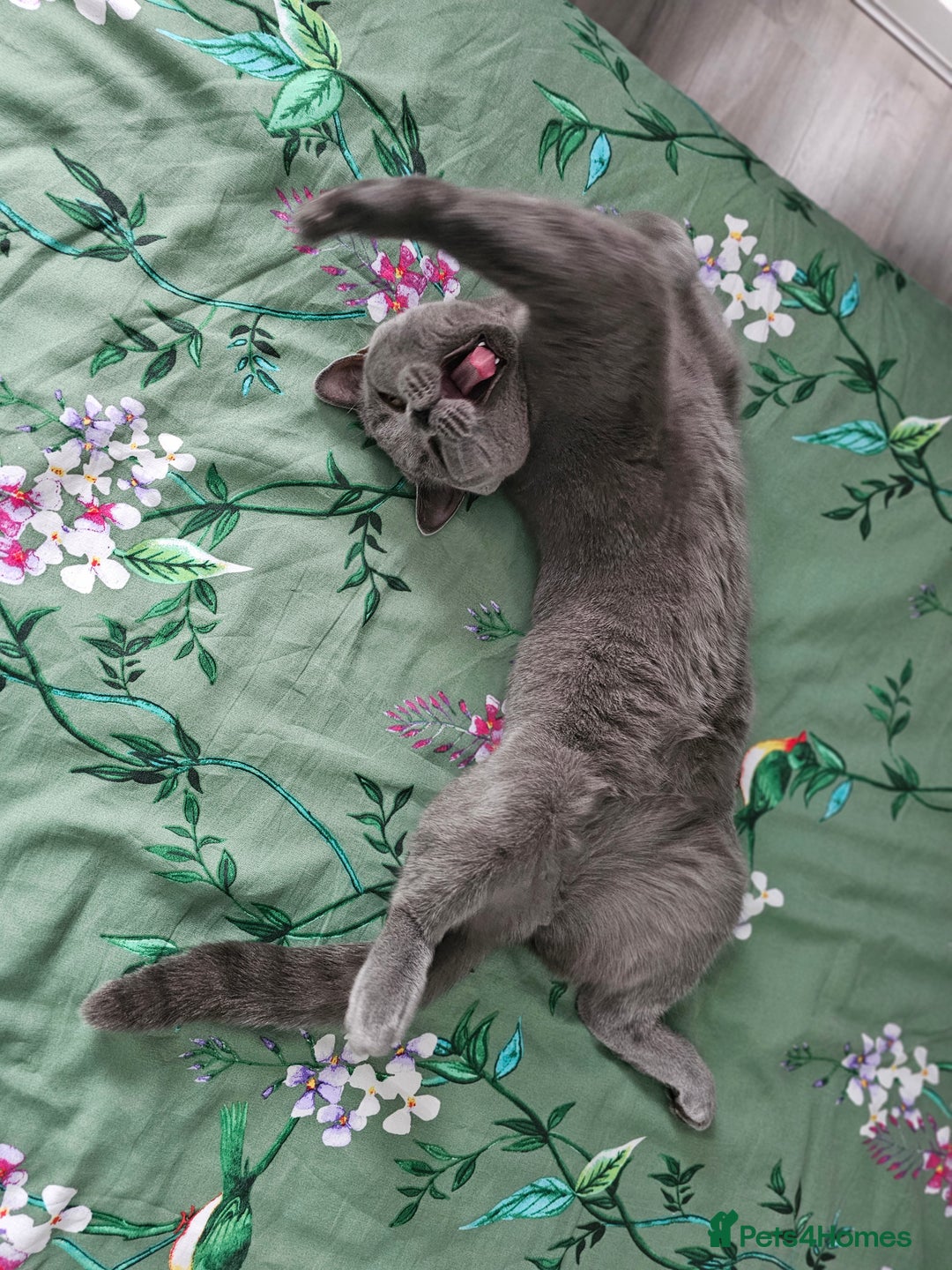 British Shorthair cats for sale: Looking for new Home ❤️ - Image 6