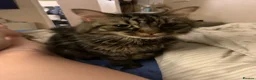 Mixed Breed cats for sale: Male boy cat looking for home - Advert 2
