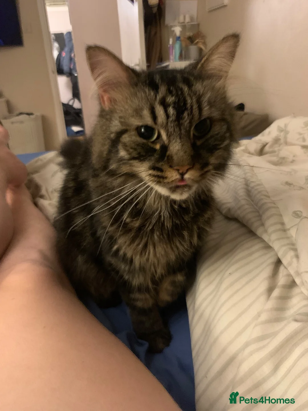 Mixed Breed cats for sale: Male boy cat looking for home - Advert 2