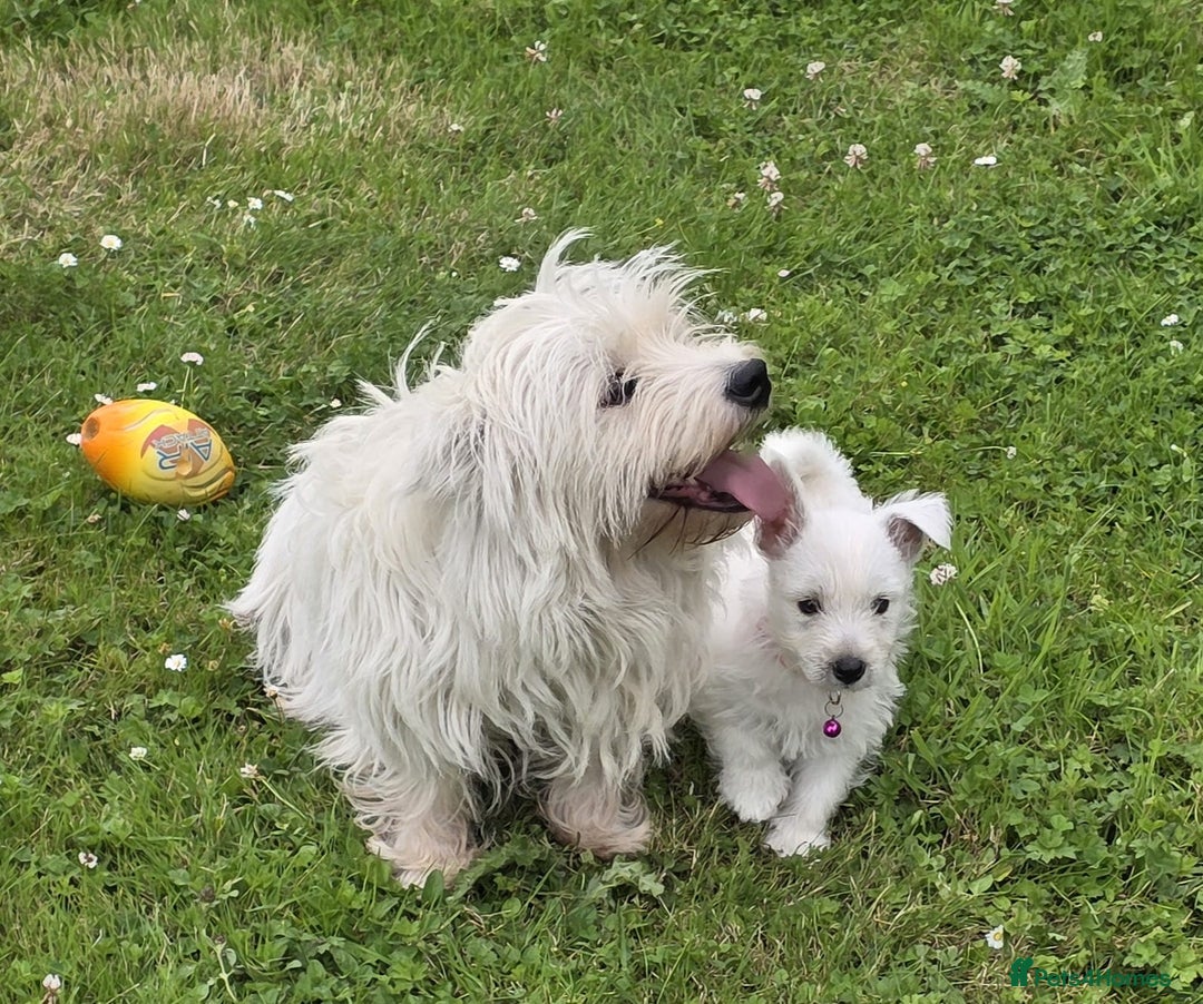 West Highland Terrier dogs for sale: White West Highland Terrier Puppy - Image 5