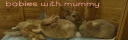 Netherland Dwarf rabbits for sale: Adorable pure bred Netherland Dwarf bunnies  - Advert 2