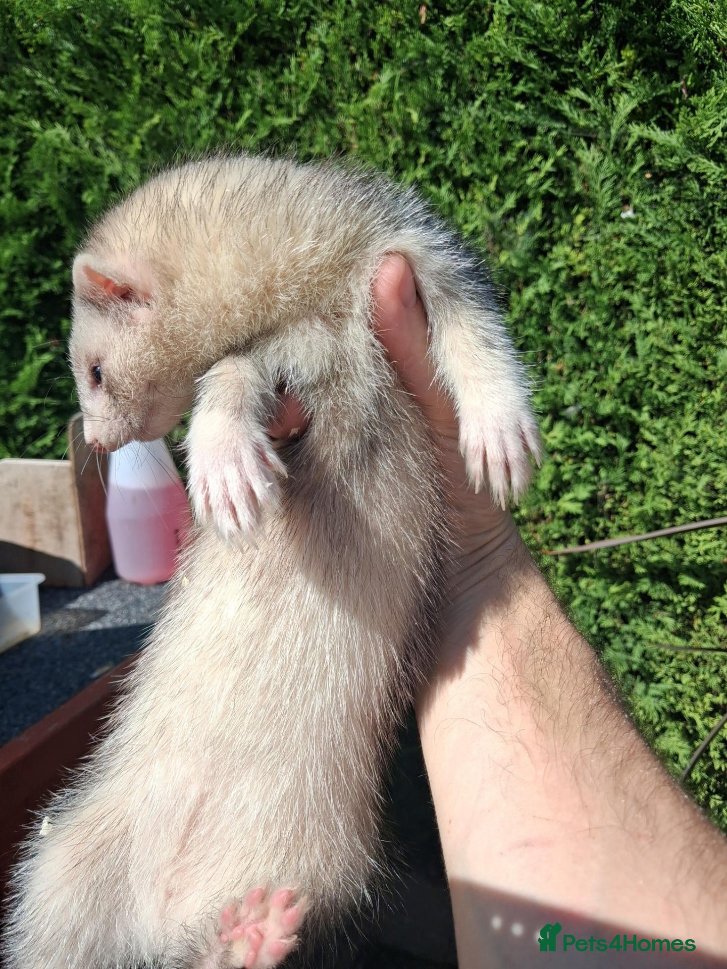 Ferret rodents Ferret kits - Advert 7