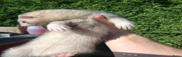 Ferret rodents for sale: Ferret kits - Advert 1