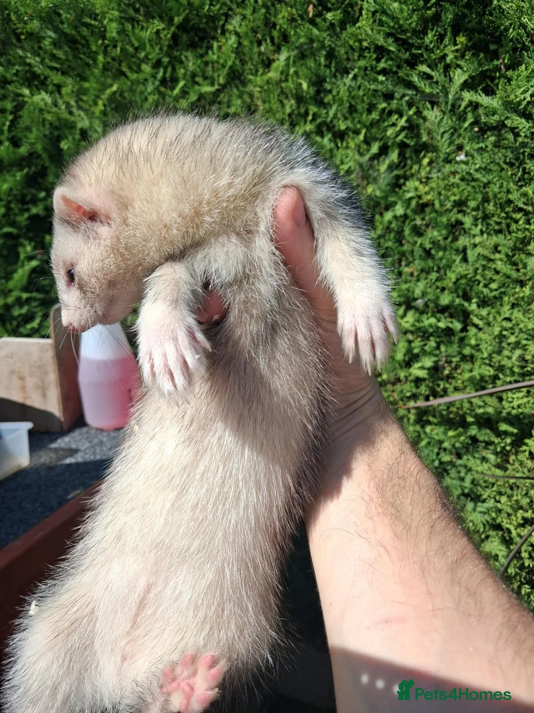 Ferret rodents for sale: Ferret kits - Advert 1