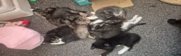 Mixed Breed cats for sale: Kittens - Advert 11