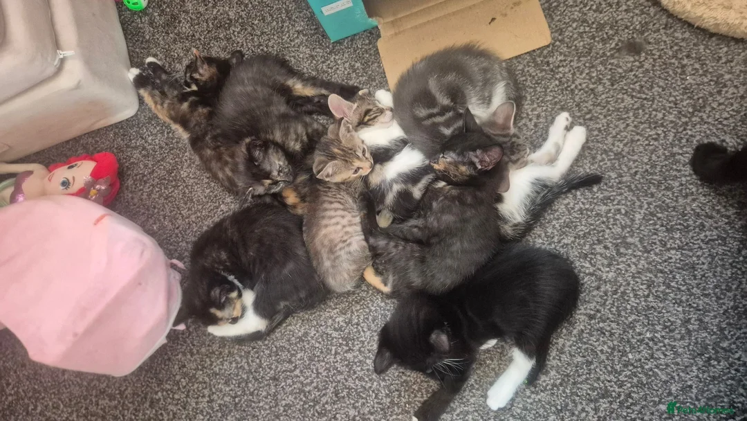 Mixed Breed cats for sale: Kittens - Advert 11
