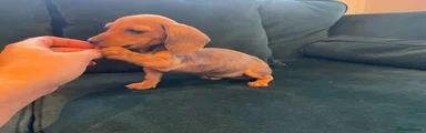 Dachshund 3