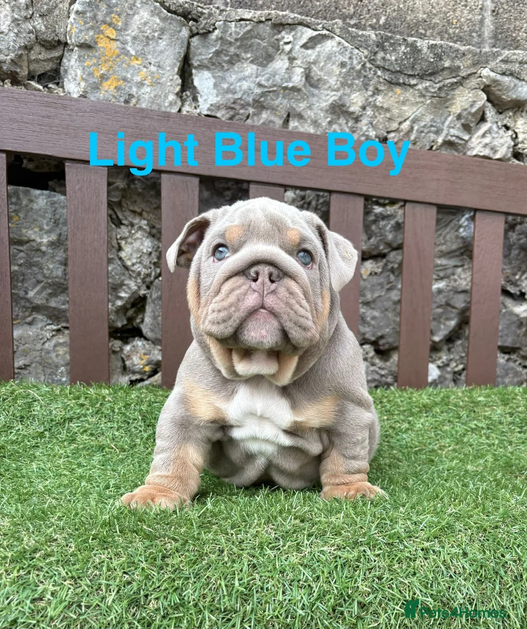 English Bulldog dogs for sale: Our last boy looking for his forever pet home 💙 - Advert 30