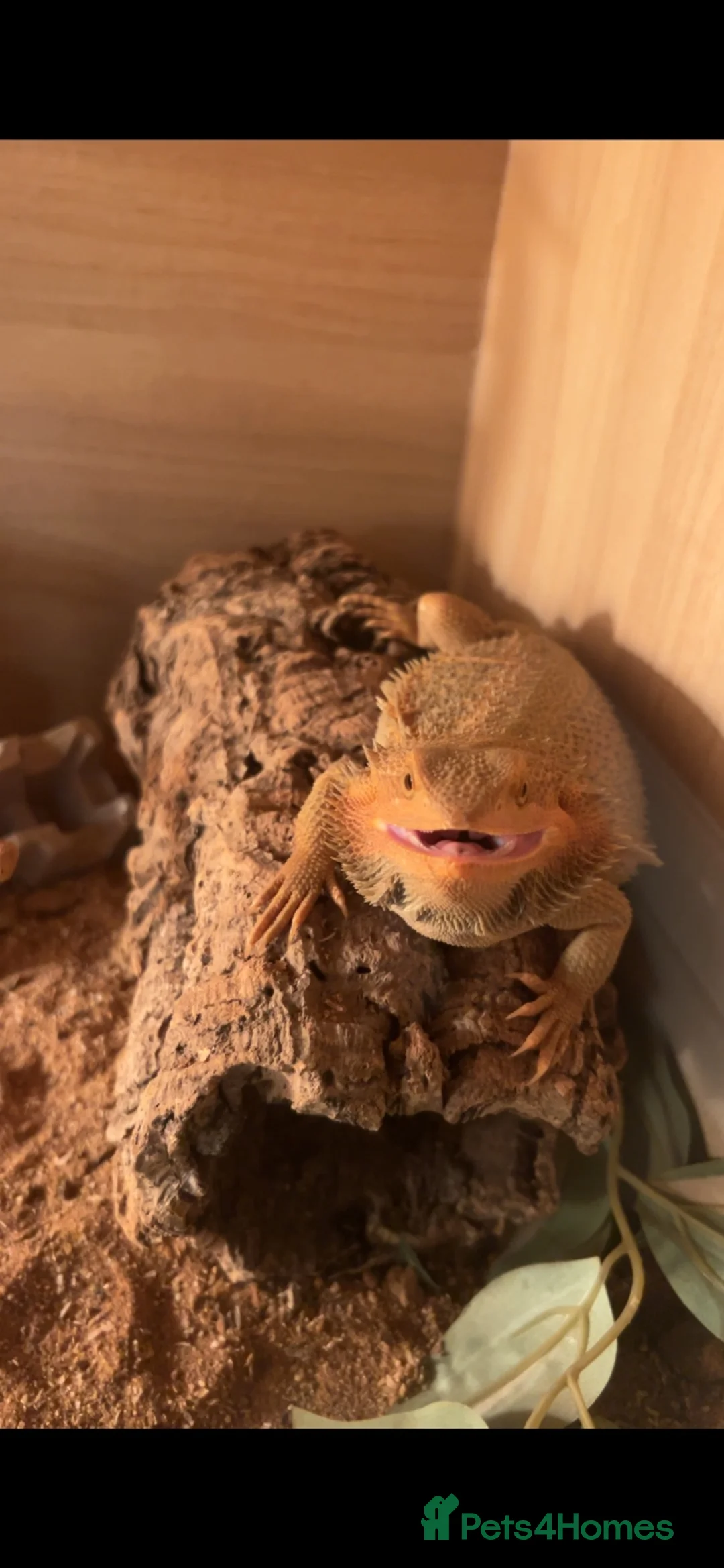 Bearded Dragon reptiles for sale: Blaze 🌹 - Advert 2