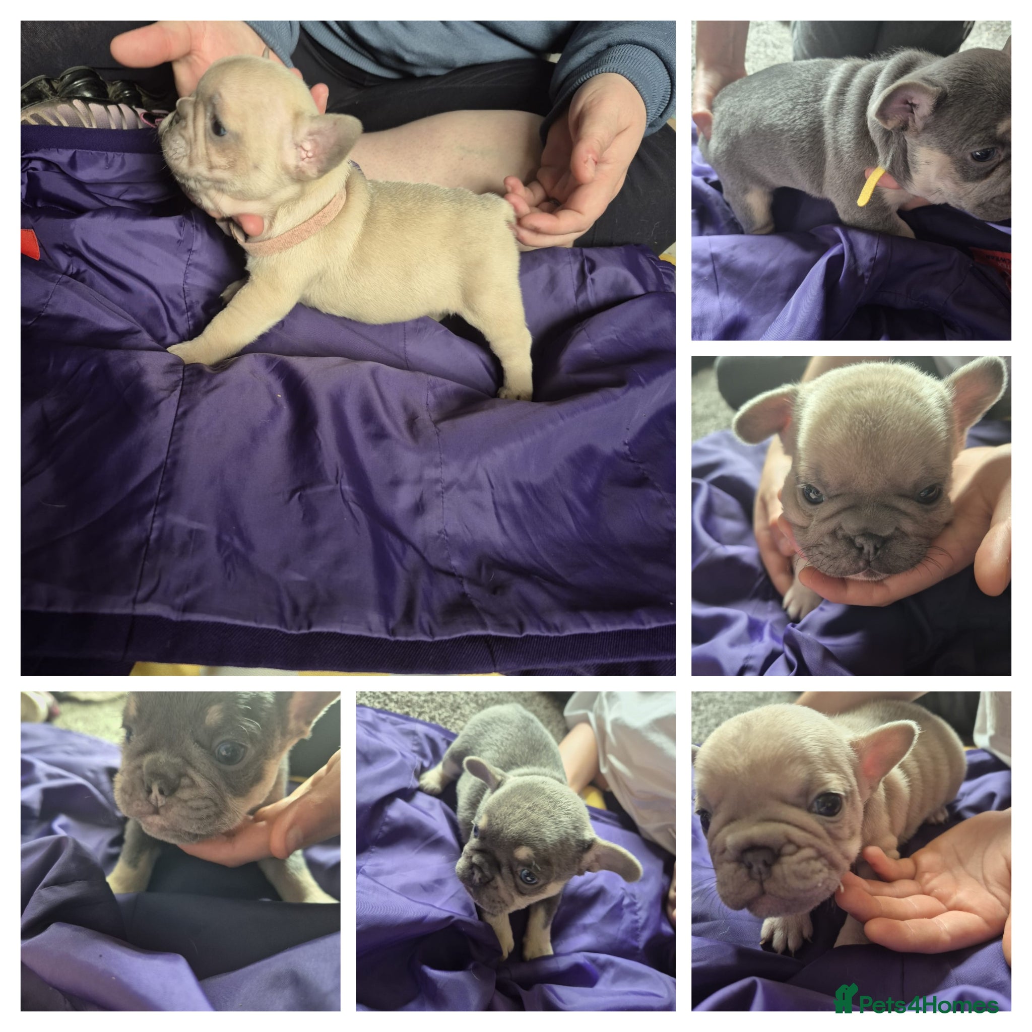 French Bulldog dogs French Bulldog Puppies - Advert 4