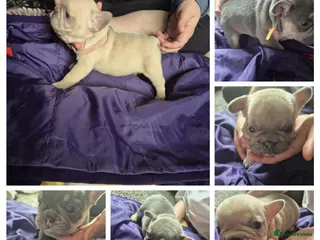 French Bulldog dogs French Bulldog Puppies - Advert 4